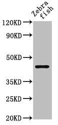 ndr1 antibody