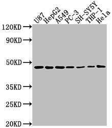 NDRG1 antibody