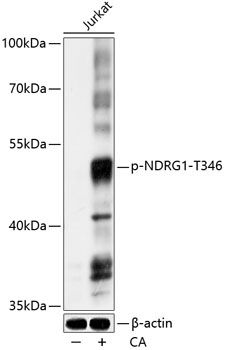 NDRG1 (Phospho-T346) antibody