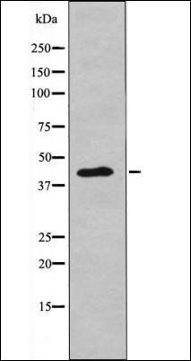 NDRG2 (Phospho-Thr348) antibody