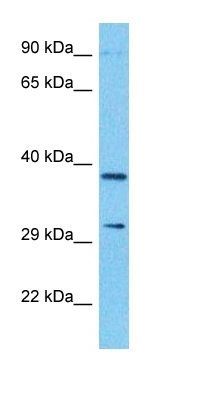 NDUAA antibody