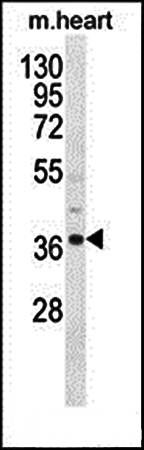 NDUF3 antibody