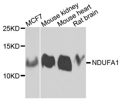 NDUFA1 antibody