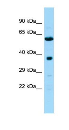 Ndufa10l1 antibody
