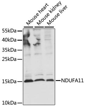 NDUFA11 antibody
