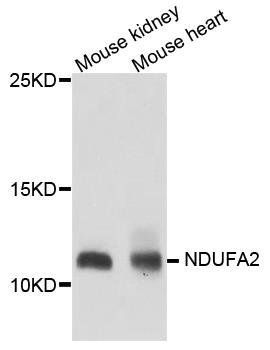 NDUFA2 antibody