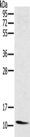 NDUFA3 Antibody