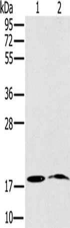 NDUFA3 Antibody