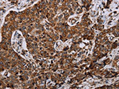 NDUFA4 Antibody
