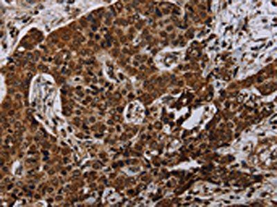 NDUFA4 Antibody