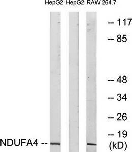 NDUFA4 antibody