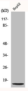 NDUFA4L2 antibody