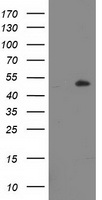 NDUFA7 antibody