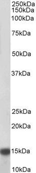 Goat anti-NDUFA7 Antibody