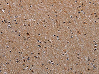 NDUFA8 Antibody