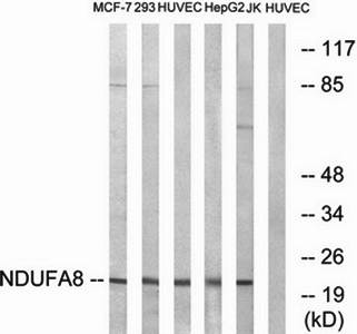 NDUFA8 antibody