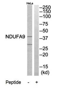 NDUFA9 Antibody
