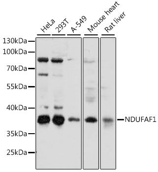 NDUFAF1 antibody