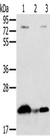 NDUFAF2 antibody
