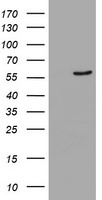 NDUFAF7 Antibody