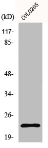 NDUFB10 Antibody