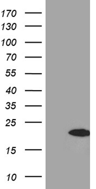 NDUFB3 Antibody