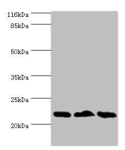 NDUFB5 Antibody