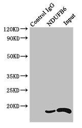 NDUFB6 Antibody