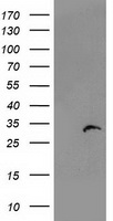 NDUFB9 antibody