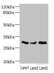 NDUFS3 Antibody