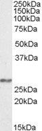 NDUFS3 antibody