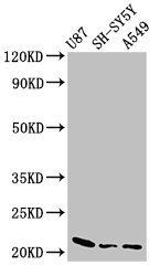 NDUFS4 Antibody