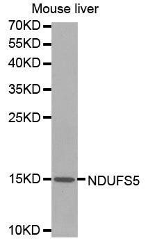 NDUFS5 antibody