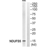 NDUFS5 antibody