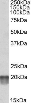 Goat anti-NDUFS7 Antibody