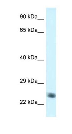 NDUFS8 antibody