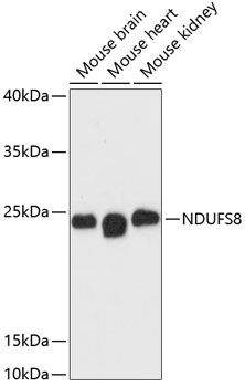 NDUFS8 antibody