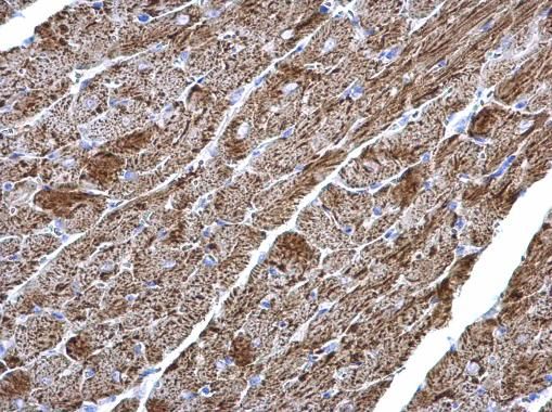 NADH:ubiquinone oxidoreductase core subunit V2 Antibody