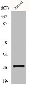 NDUFV2 Antibody
