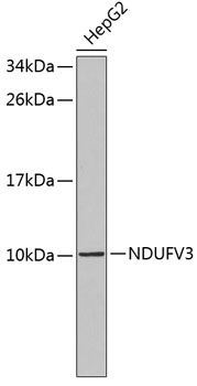 NDUFV3 antibody