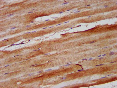 NEB Antibody