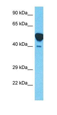 NECA1 antibody