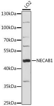 NECAB1 antibody