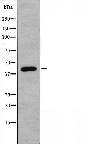 NECAB3 antibody