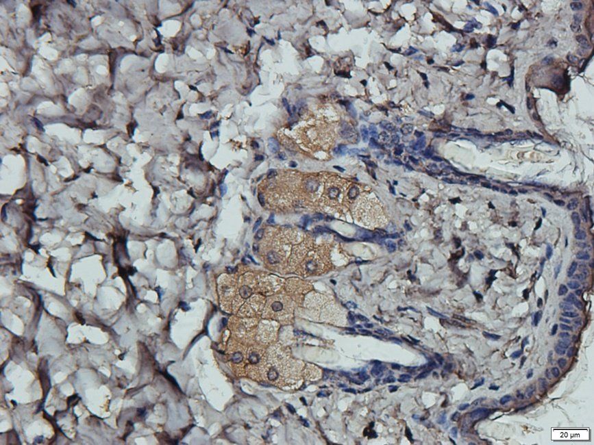 NECT4 antibody