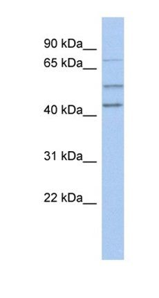 NEDD1 antibody