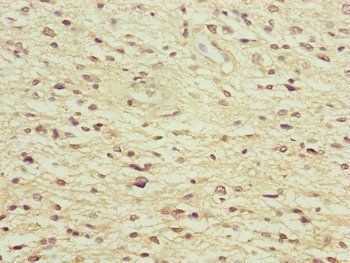 NEDD1 Antibody