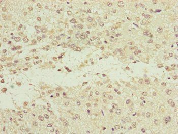 NEDD1 Antibody