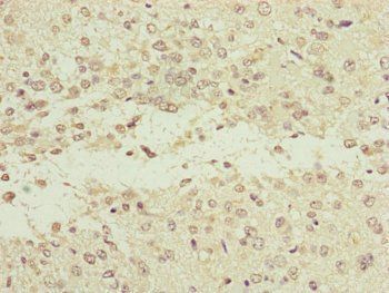 NEDD1 antibody