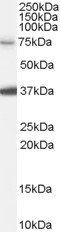 Goat anti-NEDD1 Antibody